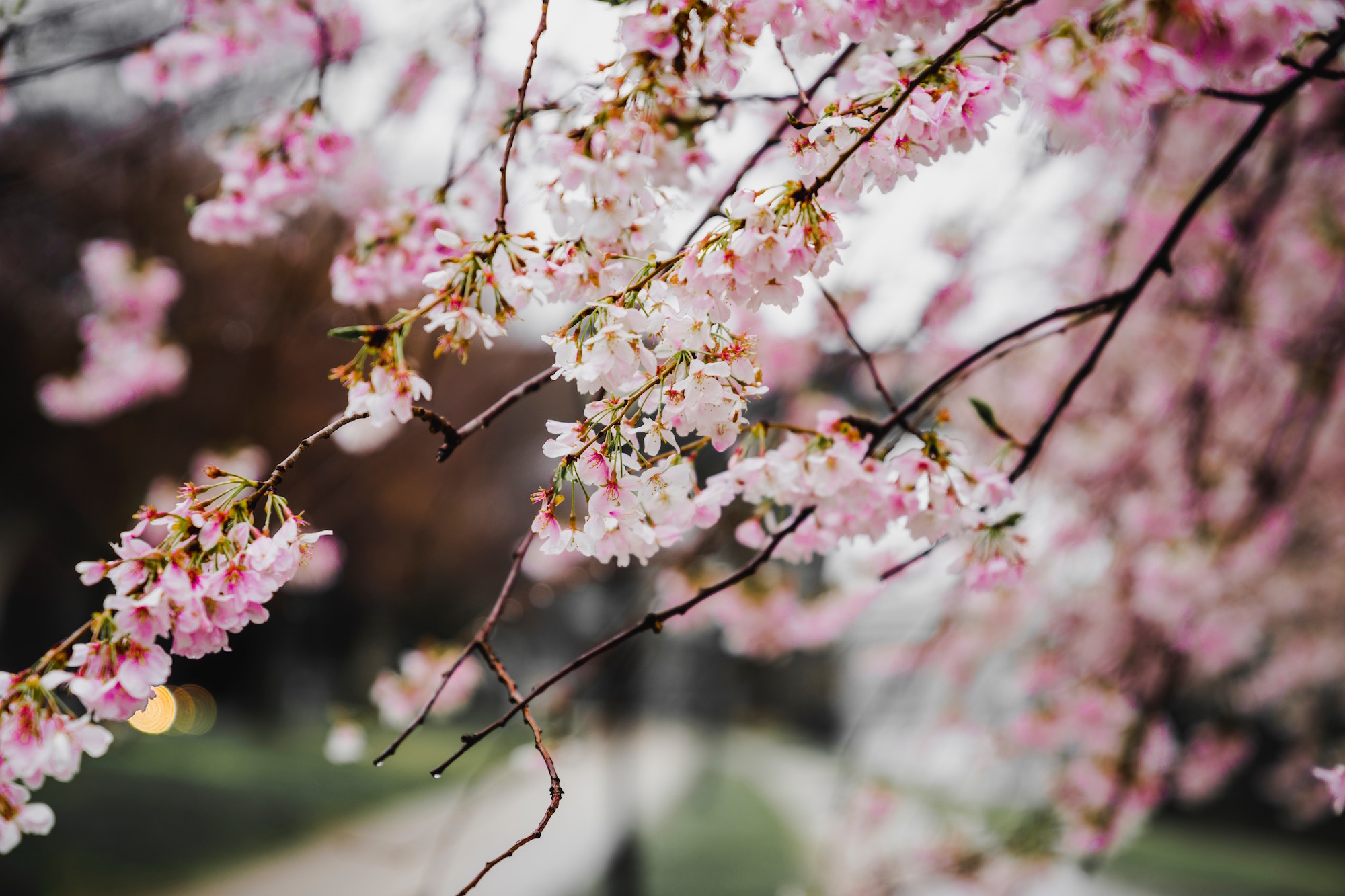 acute-stress-vs-episodic-acute-stress-vs-chronic-stress-sakura-counseling